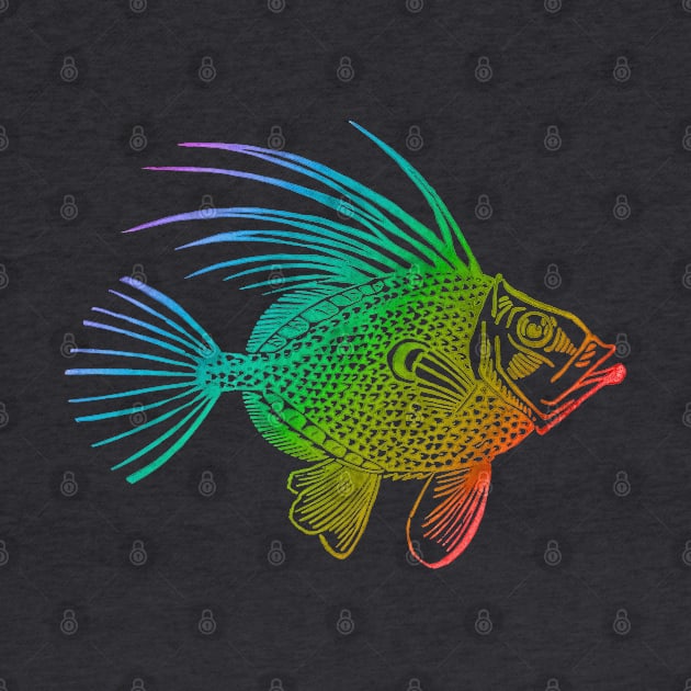 Rainbow John Dory Fish by ElenaCasiglio